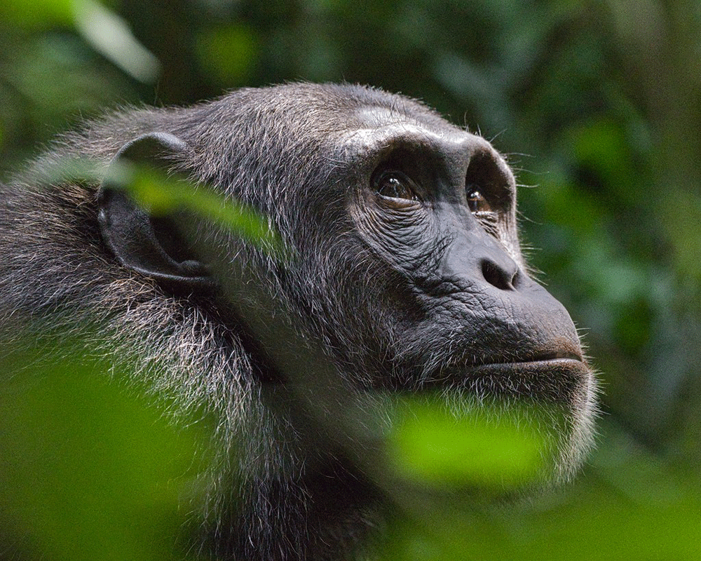 8-Day Gorillas, Chimps and Big 5 Game Drives Safari