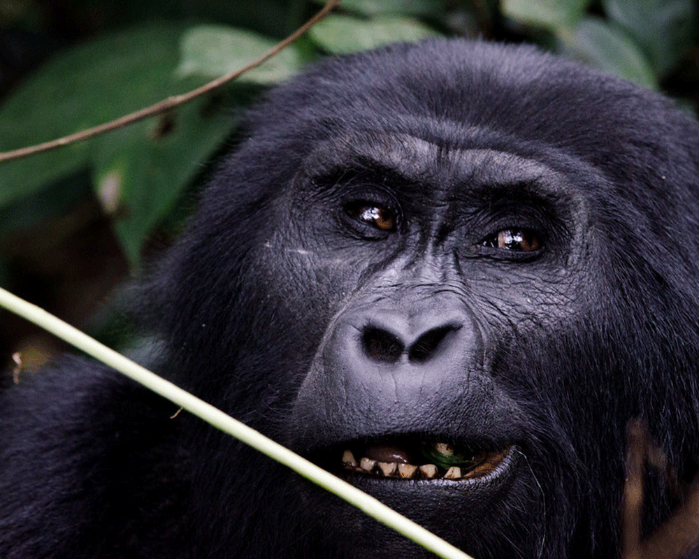4-Day Uganda Gorillas Trekking Express Safari