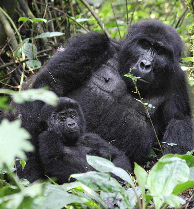 Bwindi Impenetrable Forest National Park