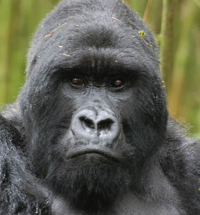 Volcanoes National Park