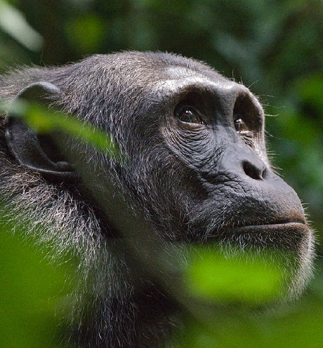 Kibale Forest National Park