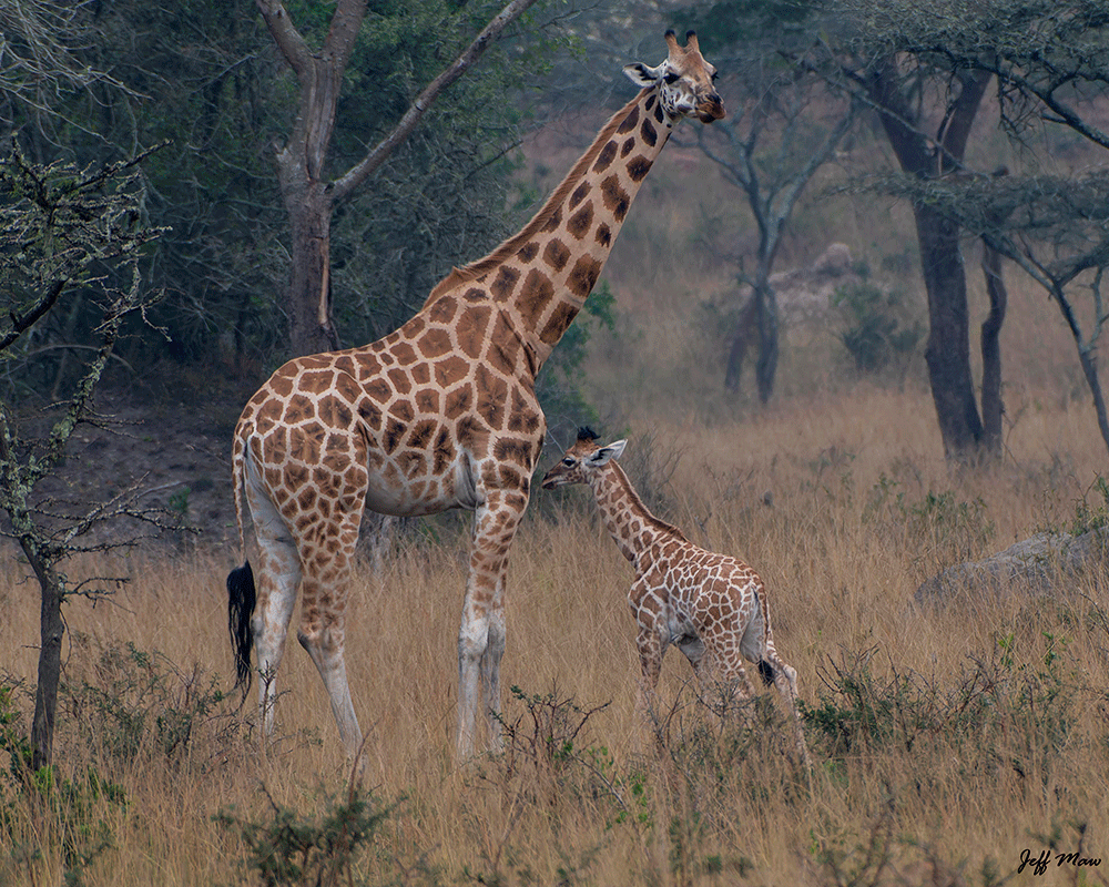2-Day Lake Mburo National Park Safari
