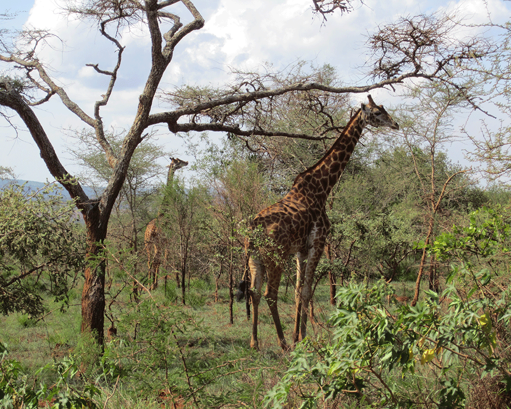 2-Day Akagera National Park Wildlife Safari