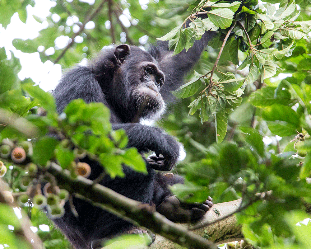 5-Day Chimpanzee Trekking in Rwanda and Lake Kivu Safari