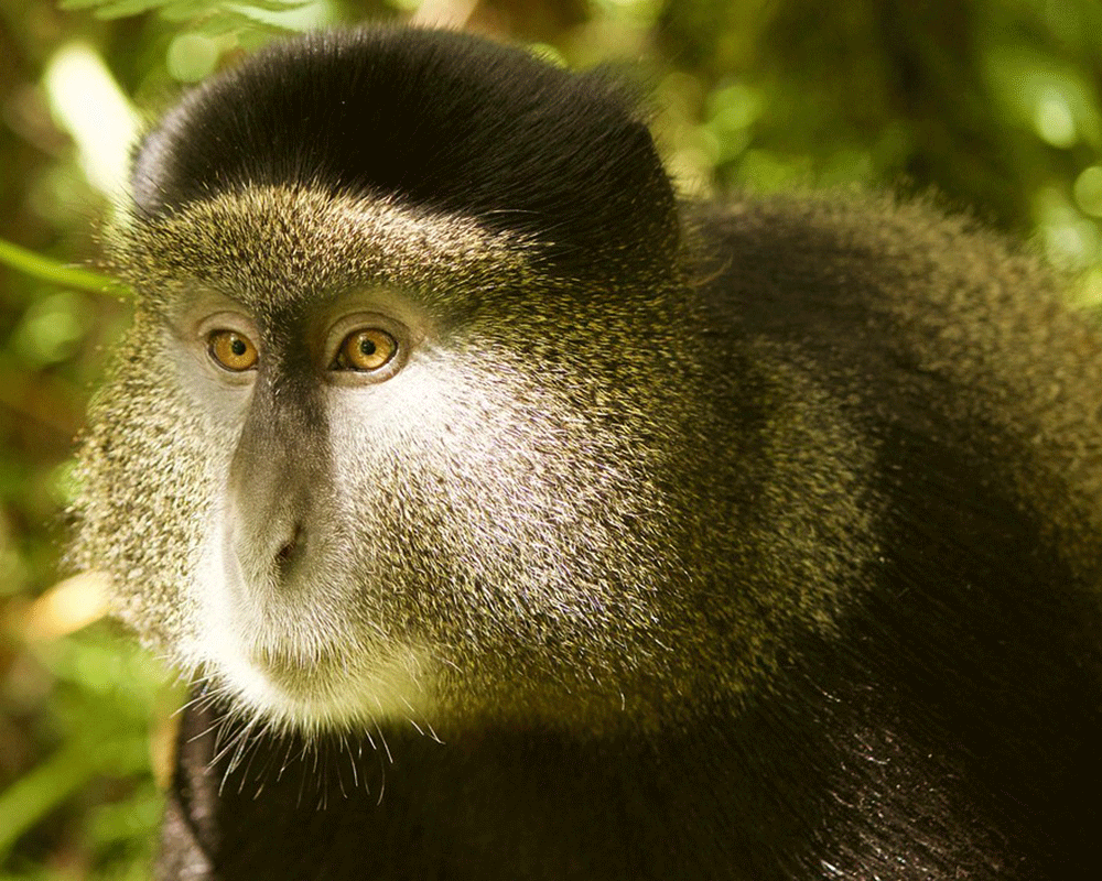 4-Day Gorilla and Golden Monkey Trekking in Rwanda