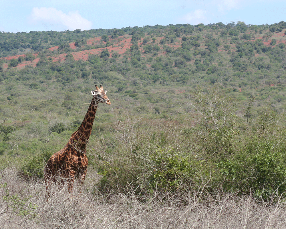 3-Day Akagera National Park and Lake Kivu Safari