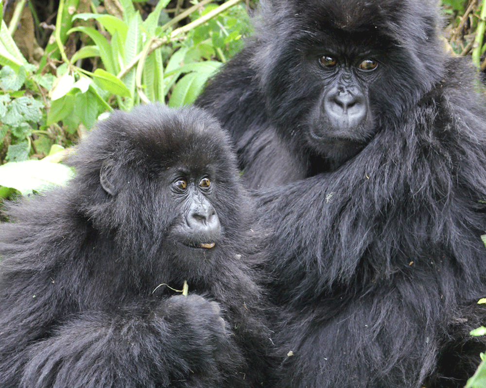 2-Day Rwanda Gorilla Trekking Safari