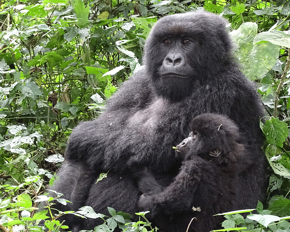 7-Day Uganda Primates Trekking and Murchison Falls Safari