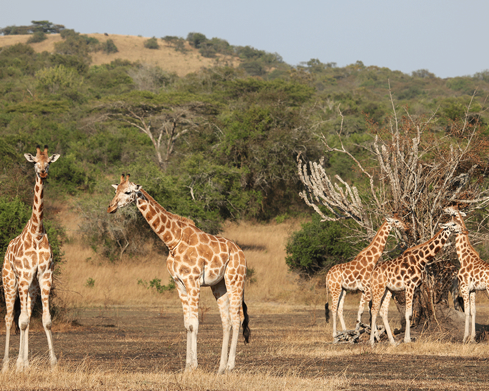 2-Day Lake Mburo National Park Safari