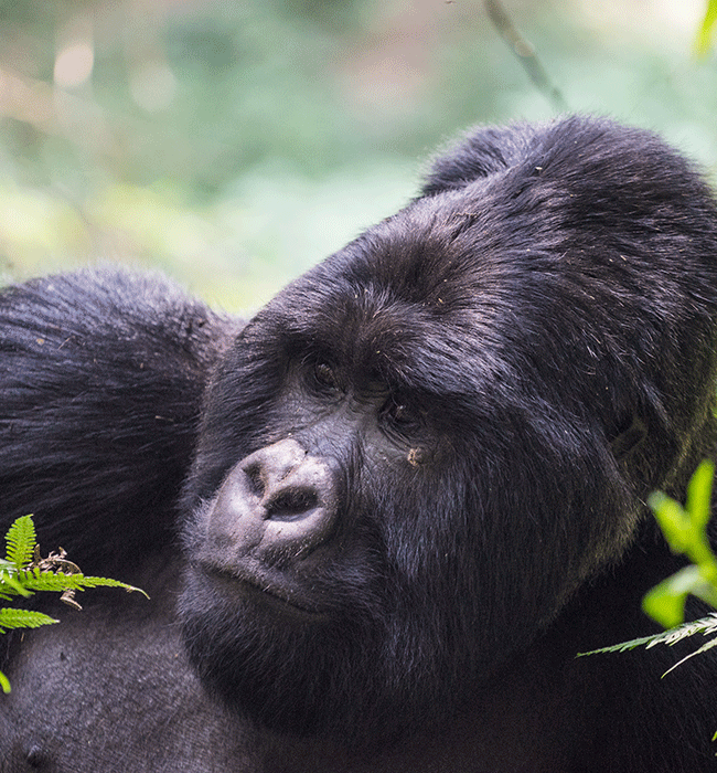 Mgahinga Gorilla National Park