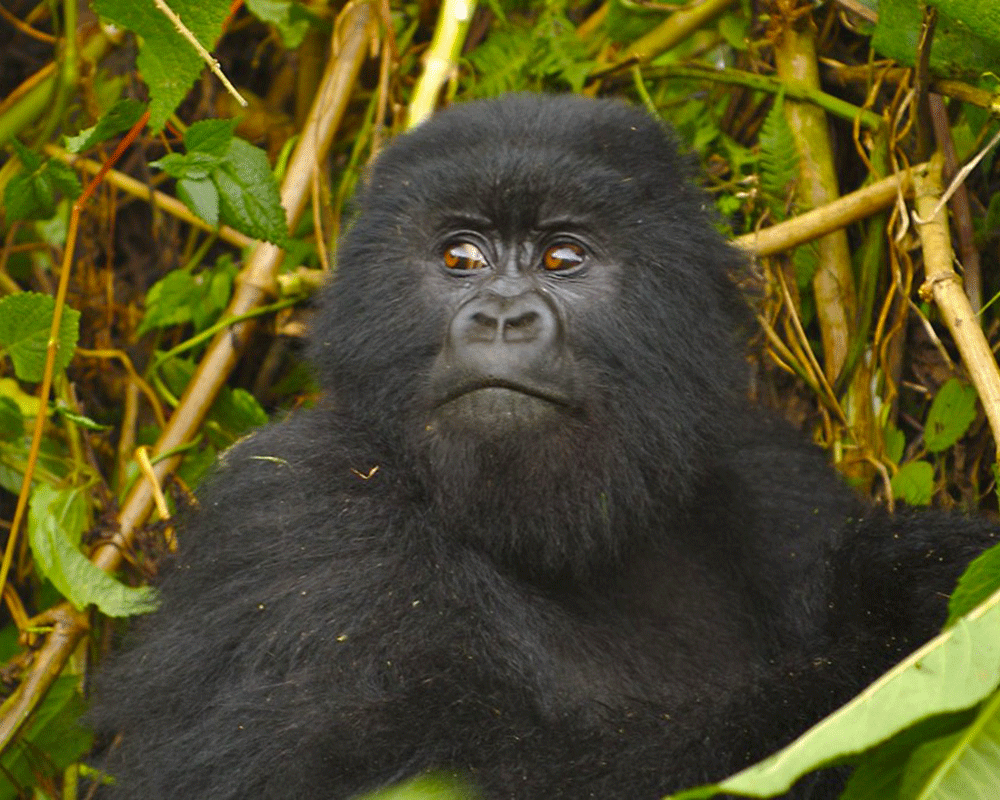 7-Day Rwanda Primates and Game Drives Safari