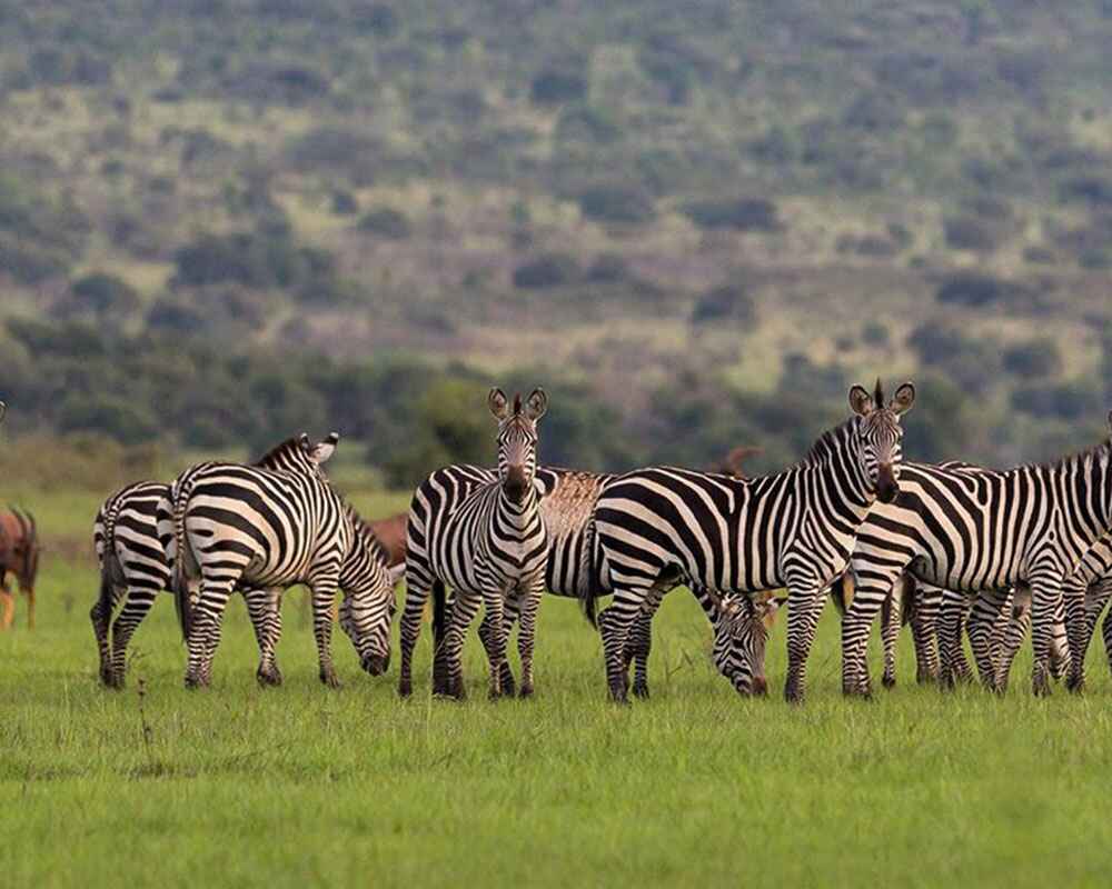 6 Days Rwanda Wildlife & Cultural Safari