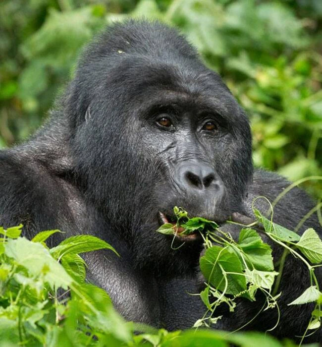 Bwindi Impenetrable Forest National Park