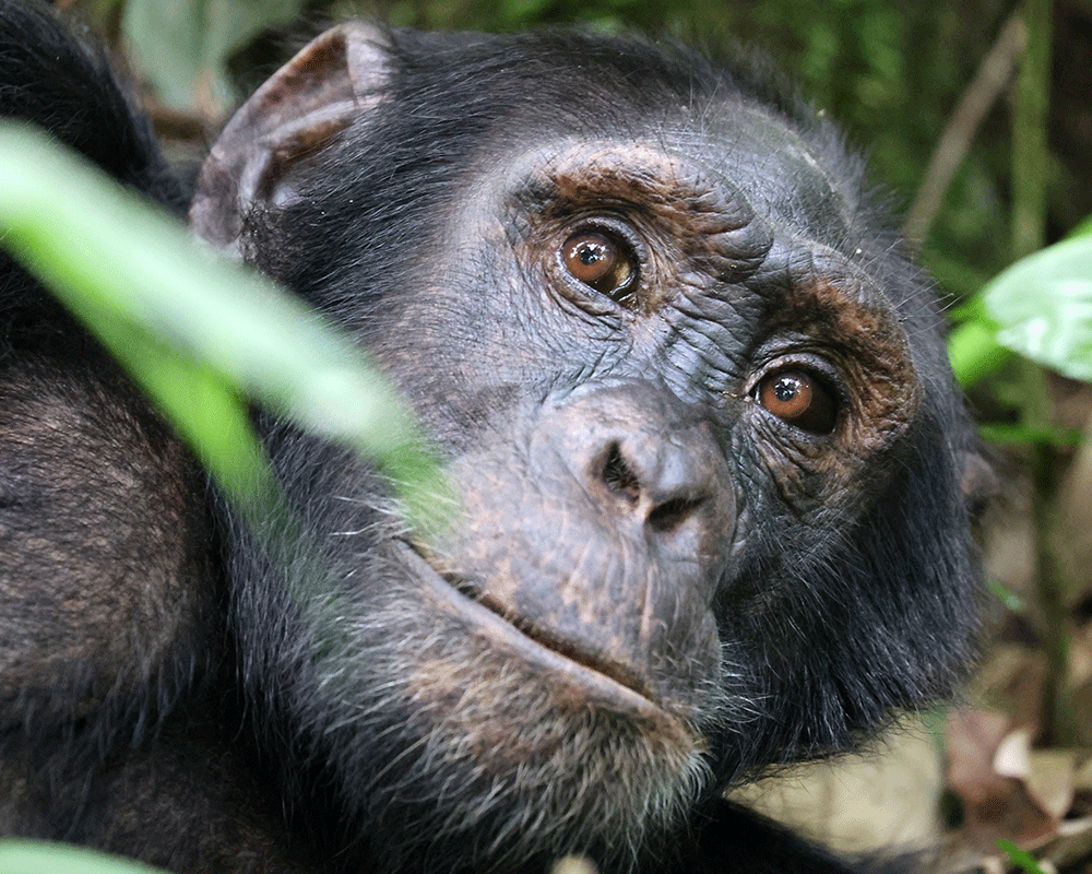 11 Days Wildlife, Gorilla & Chimpanzee Tracking Safari