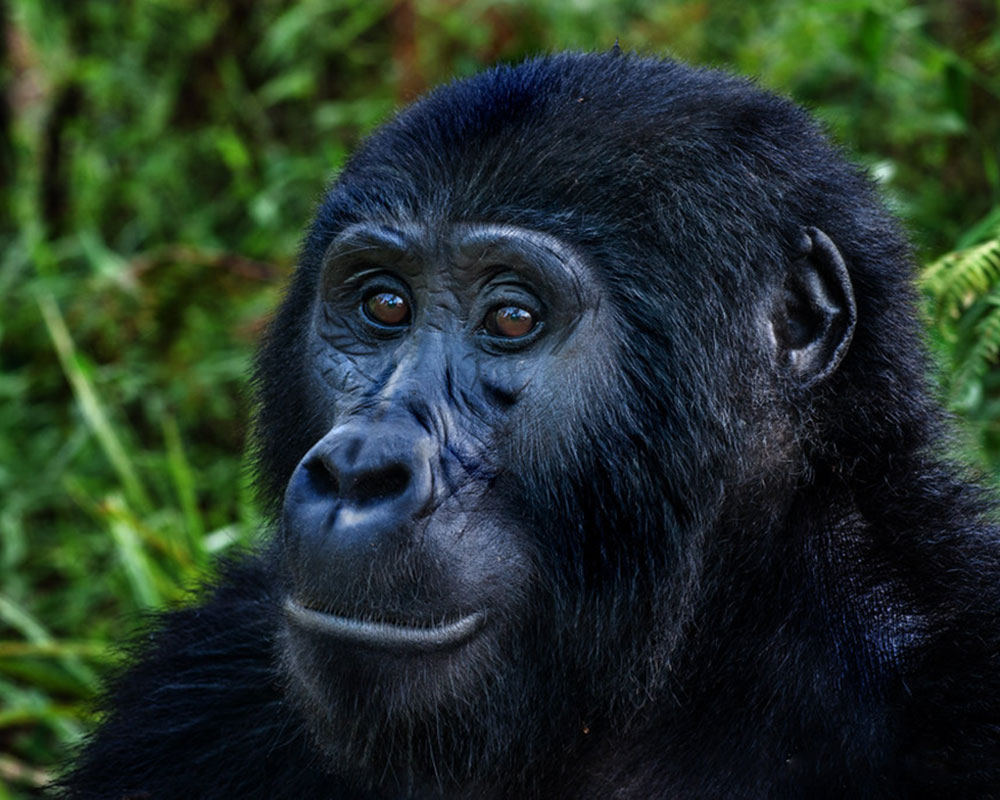 5 Days Gorilla and Wildlife Safari in Uganda