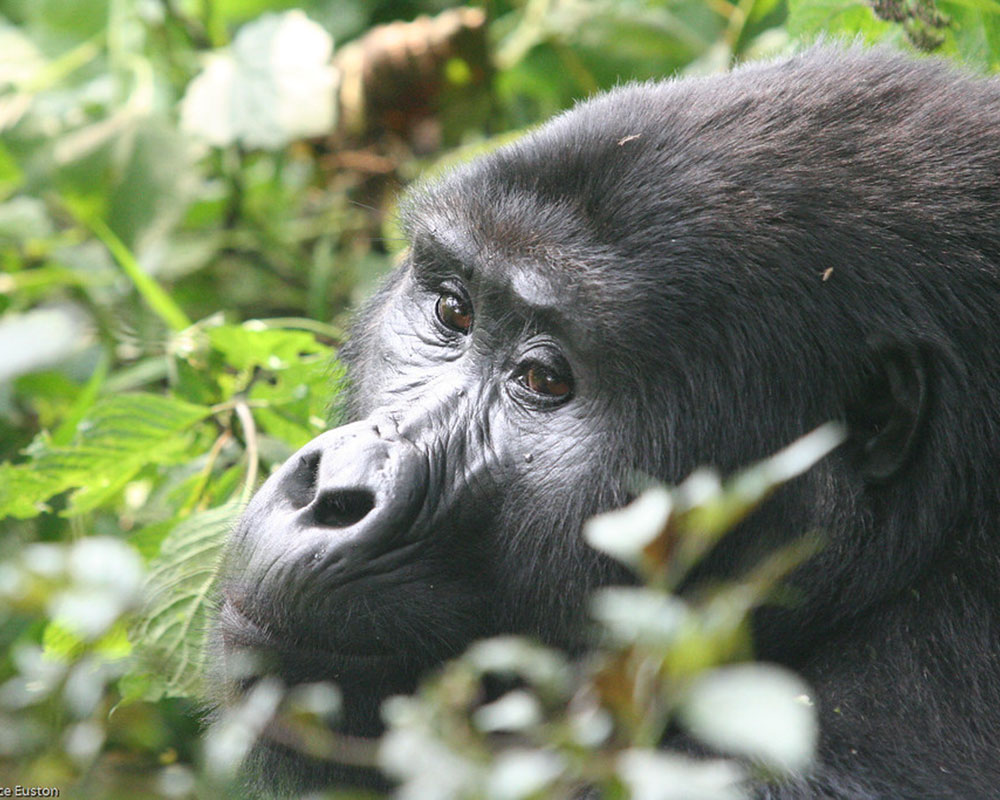 6 Days Gorilla Trekking Experience in Uganda