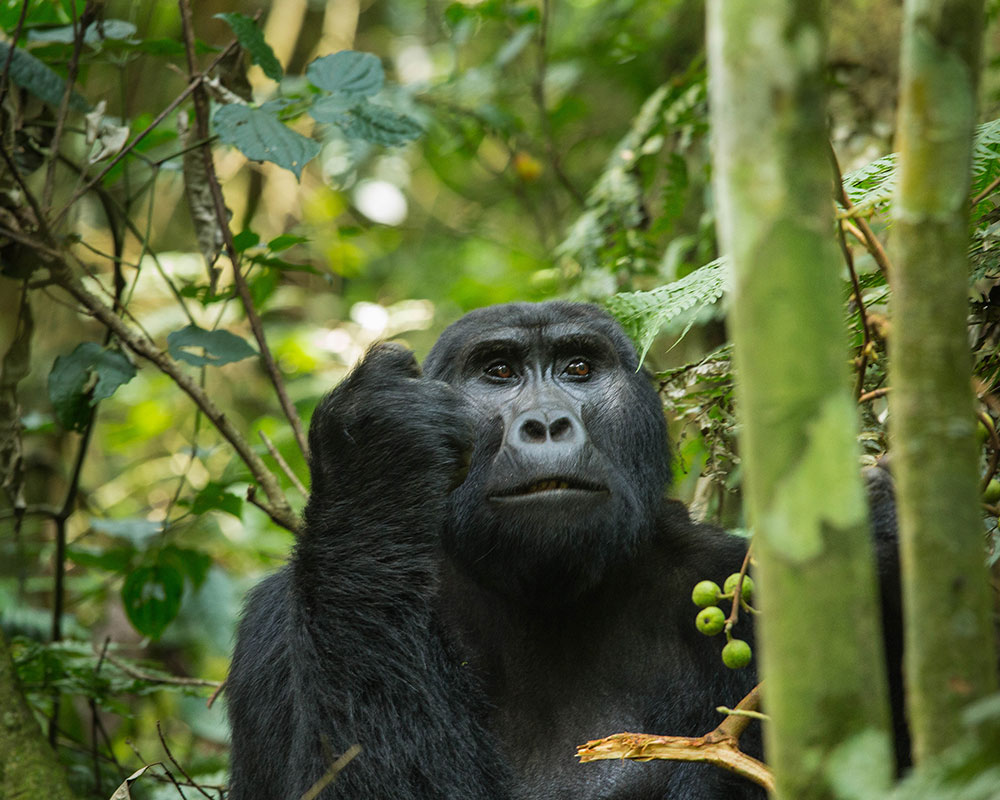10 Days Wildlife & Gorilla Tracking Adventur