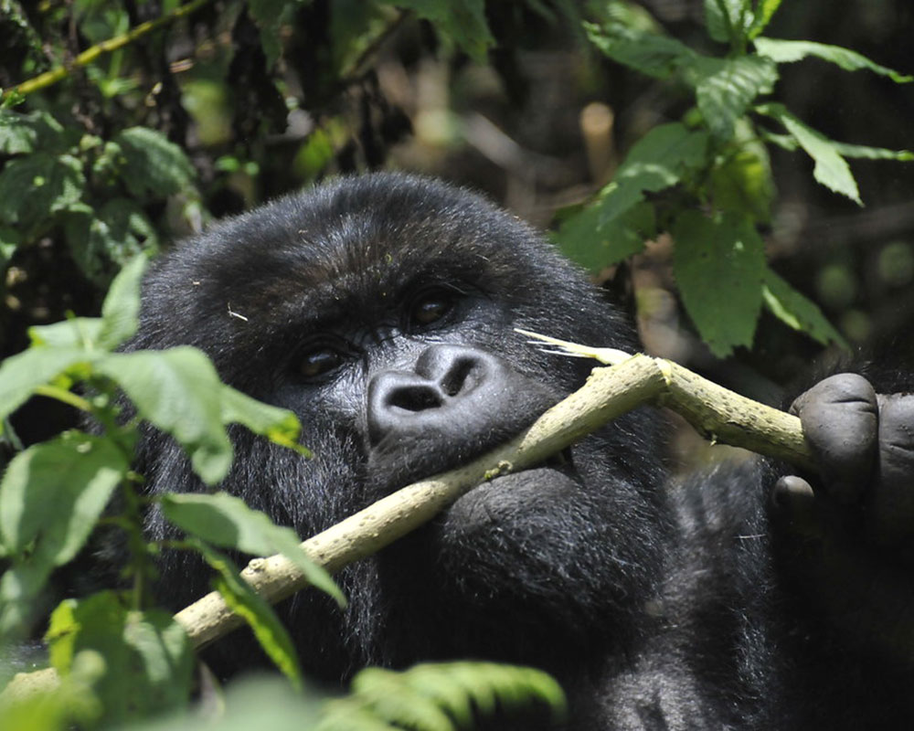 1 Day Rwanda Gorilla Trekking Adventure