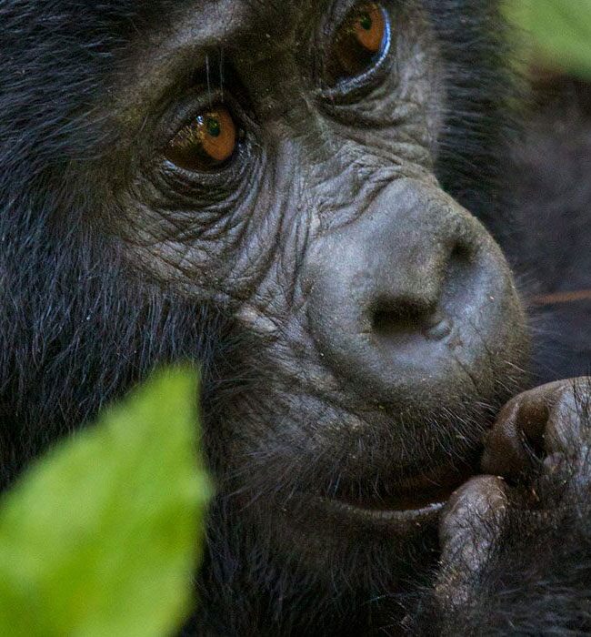 Gorilla Trekking in Africa