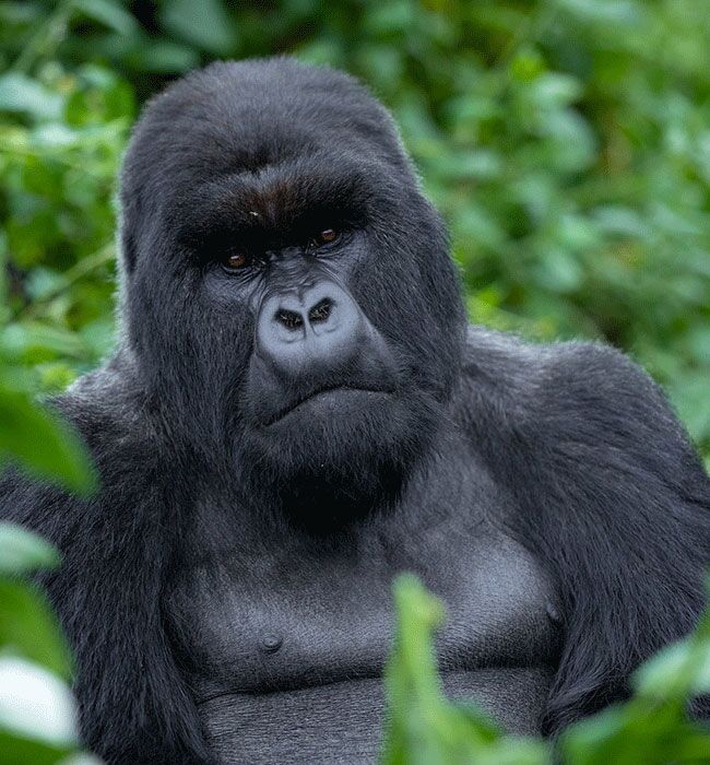 Volcanoes National Park