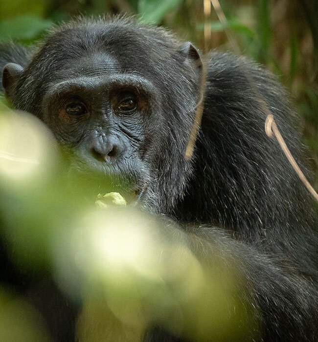 Kibale Forest National Park