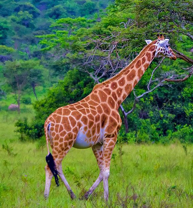 Lake Mburo National Park