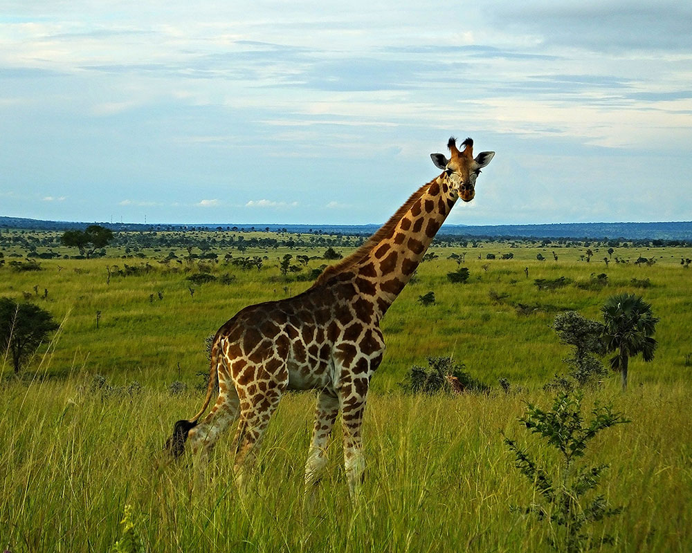 7 Days Wildlife Encounter – Murchison Falls NP