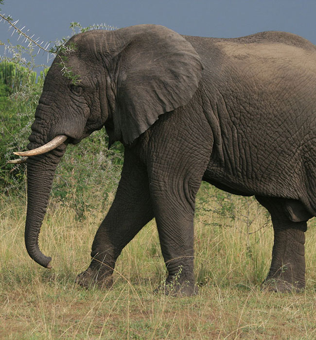 Queen Elizabeth National Park