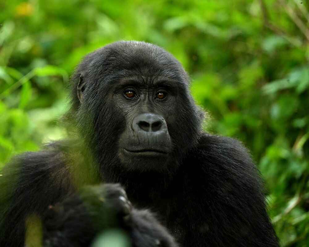 3 Days Rwanda Gorilla Trekking Safari