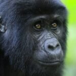 Gorilla Trekking in Uganda 2026-2027: Your Complete Guide