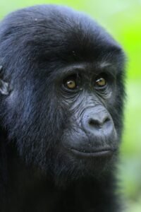 Gorilla Trekking in Uganda 2026-2027: Your Complete Guide