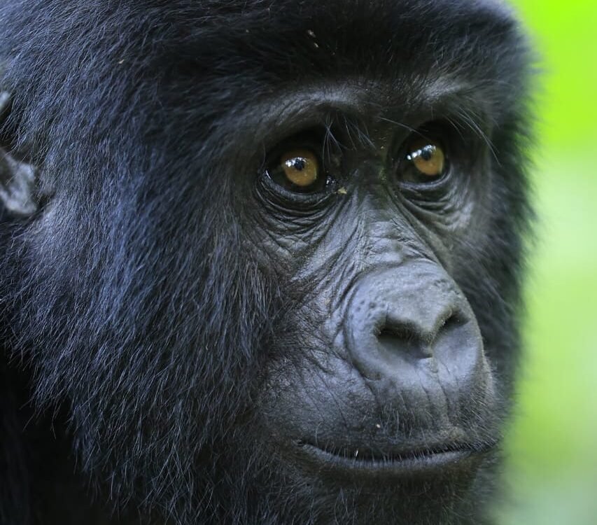 Gorilla Trekking in Uganda 2026-2027: Your Complete Guide